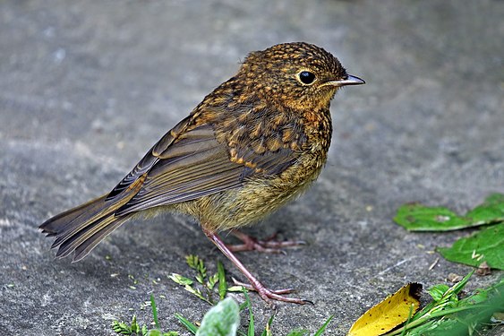 European robin, juvenile (created and nominated by Charlesjsharp)