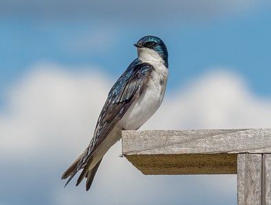 Tree swallow, by Rhododendrites