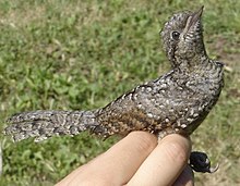 Oiseau dans les tons brun clair tenu en main lors d'une opération de baguage. Il redresse son cou à 90° par rapport à son corps, le bec pointé vers le ciel.