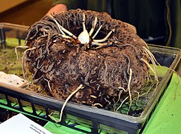 (Muttart Conservatory, Edmonton, Canadá)