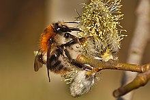 Großaufnahme von einer Baumhummel die Nektar an einem Blütenkätzchen sammelt