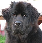 Potret anjing Newfoundland