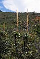 Dracophyllum verticillatum