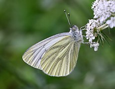 Pieris napi