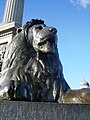 Einer der von Landseer entworfenen Bronzelöwen am Trafalgar Square, 1866