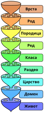 The various levels of the scientific classification system.