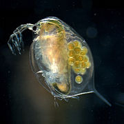 Daphnia magna, une daphnie (Branchiopoda, Phyllopoda)