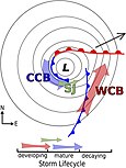 Diagram of fronts and airstreams associated with an extratropical cyclone in the Northern Hemisphere as viewed from above