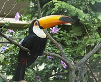 Ramphastos toco