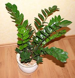 Zamioculcas zammifolia