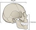 Neurocranium (labeled as "Brain case") and facial bones.