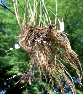 Galhas em raíz de Juncus articulatus causadas por Entorrhiza casparyana.