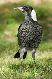 Australian magpie, by JJ Harrison