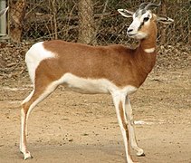 Mhorr gazelle