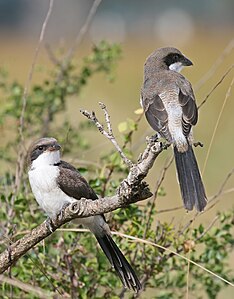 Long-tailed fiscal, by Muhammad Mahdi Karim