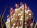 Yucca near Carlsbad Caverns National Park in New Mexico