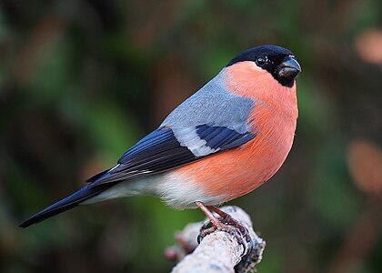 Eurasian bullfinch, male, by Baresi franco