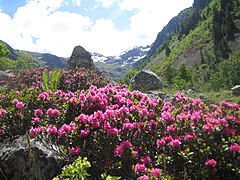 Rhododendron ferrugineum