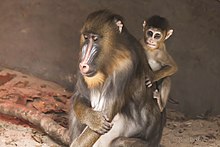 Mandrill infant grabbing onto mother's back