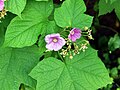 Ronce odorante (Rubus odoratus)