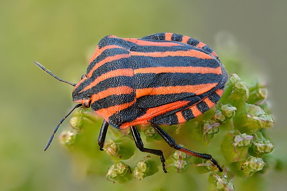 Graphosoma italicum by Ivar Leidus