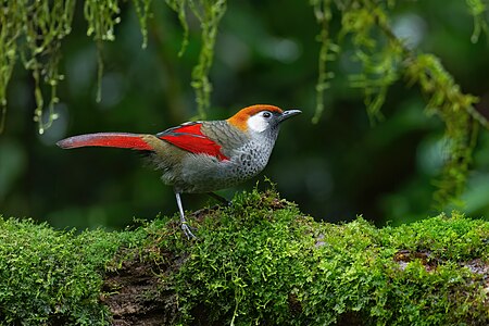 Red-tailed laughingthrush, by JJ Harrison