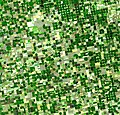 Kansas crops