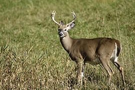 Odocoileus virginianus