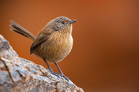 Dusky grasswren, by JJ Harrison