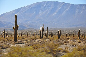 Salta eyaletinde bulunan Los Cardones Ulusal Parkı