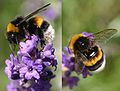 Mørk jordhumle Bombus terrestris