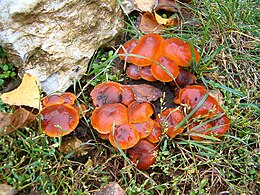 Flammulina velutipes