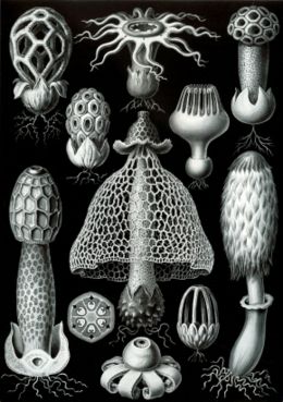 Bazídiumos gombák (Ernst Haeckel: Kunstformen der Natur, 1904)