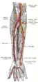 Le arterie ulnare e radiale. Visione profonda.