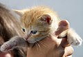 A kitten for you! Keep up the good work. Fylindfotberserk (talk) 14:35, 13 November 2019 (UTC)