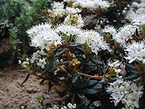 Rhododendron tomentosum is een voorbeeld van de subsectie Ledum.