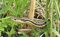 Garter snake