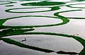 Fishing at Loktak Lake