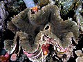 Giant clam