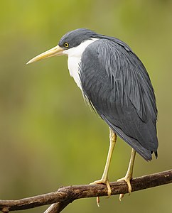 Pied heron, by JJ Harrison