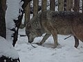 European wolf in the snow