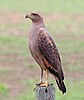 Savanna hawk Buteogallus meridionalis