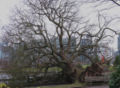 One of the large trees knocked down in the 2006 windstorm