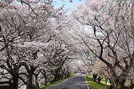 木曽川堤（サクラ）