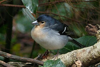 Die bläuliche, auf La Palma endemische Buchfinkenunterart (Fringilla coelebs palmae)