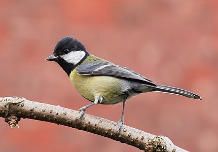 Great tit, by Baresi franco