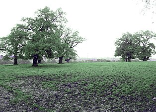 Hutebäume auf den früher als Waldweide genutzten Weiden des Gestüts