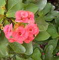 Euphorbia milii var splendens