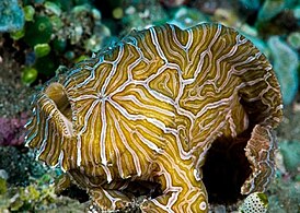 Psychedelic frogfish