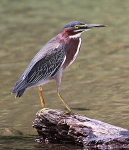 Green heron, by Basar